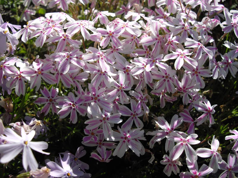 Phlox subulata 'Candy stripes' photo